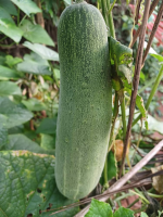 Image/produit/particulier/Caraib'Home Koudadja _115_115_Concombre0.jpeg